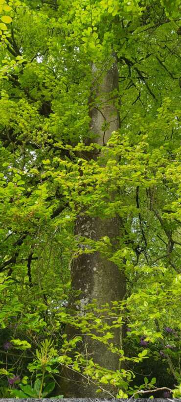 Remercier un arbre à Kerguehennec le 8 mai 2022 avec Souffle et Mouvement.